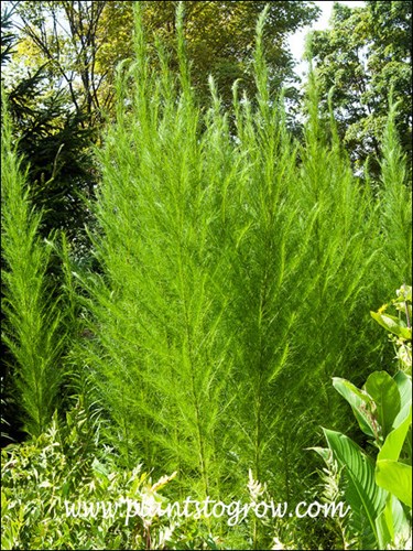 This is the first time I observed these plants.  Easily catches your attention because of its vertical stature, and green feathery look.
